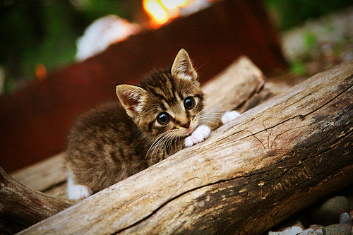 街头篮球城市争霸赛吸引众多观众参与,街头篮球赛制